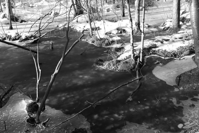 Where I learned to catch frogs