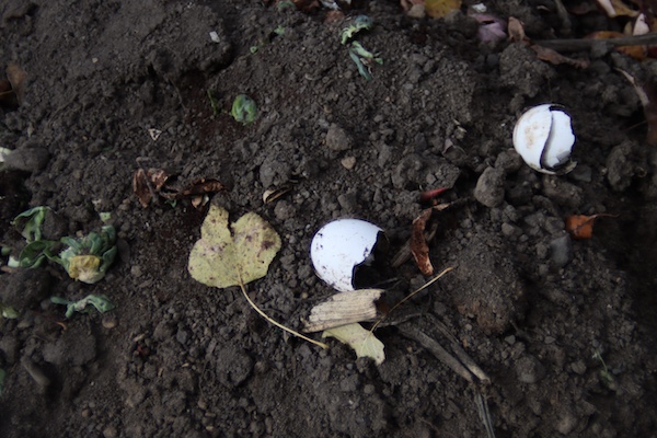 Fall texture dreams – October 2022