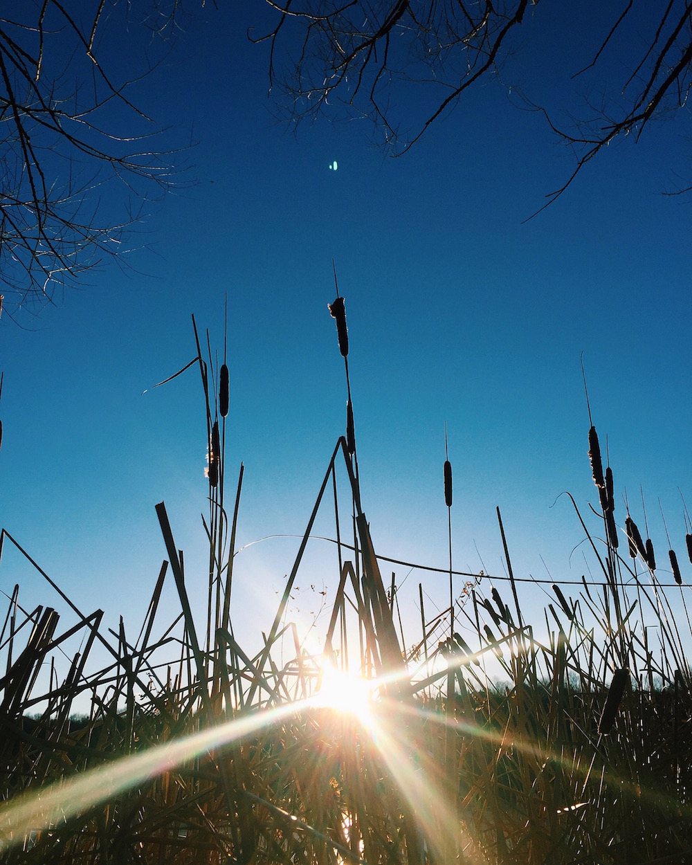 Sunset through Cattails, Lackawanna State Park, February 2016
