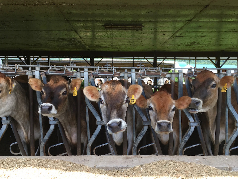 Cows at Stone Mountain Wine Cellars