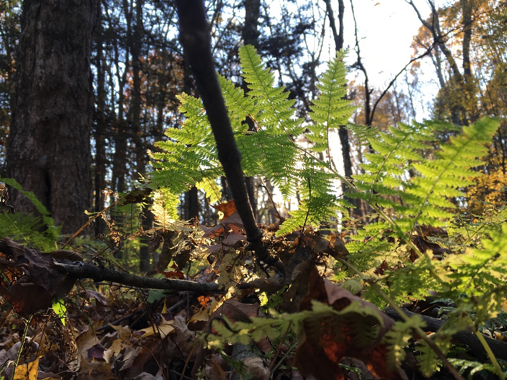 file-nov-18-8-30-23-am-copy