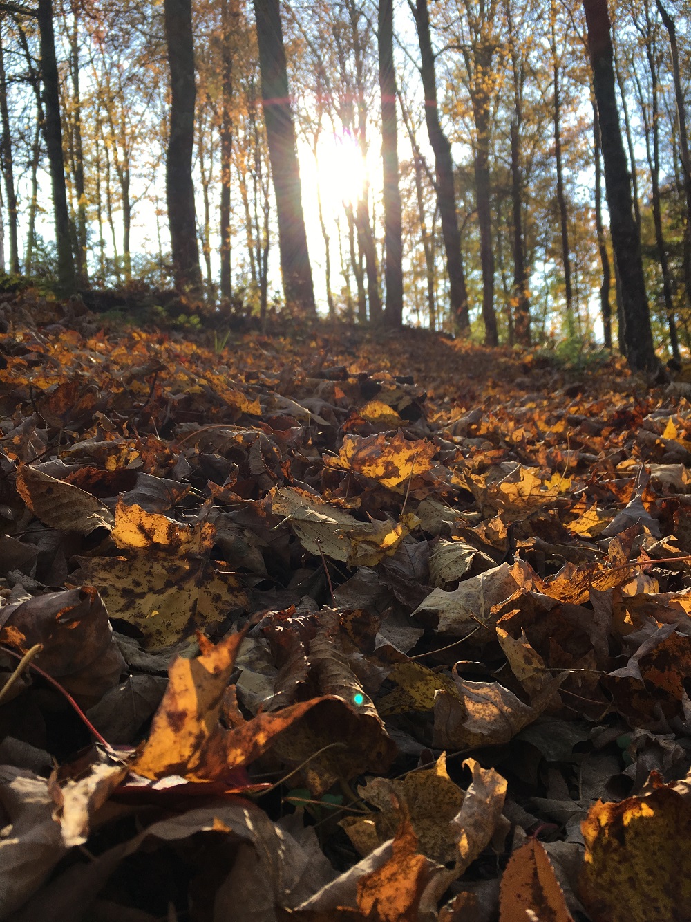 file-nov-19-9-30-55-am