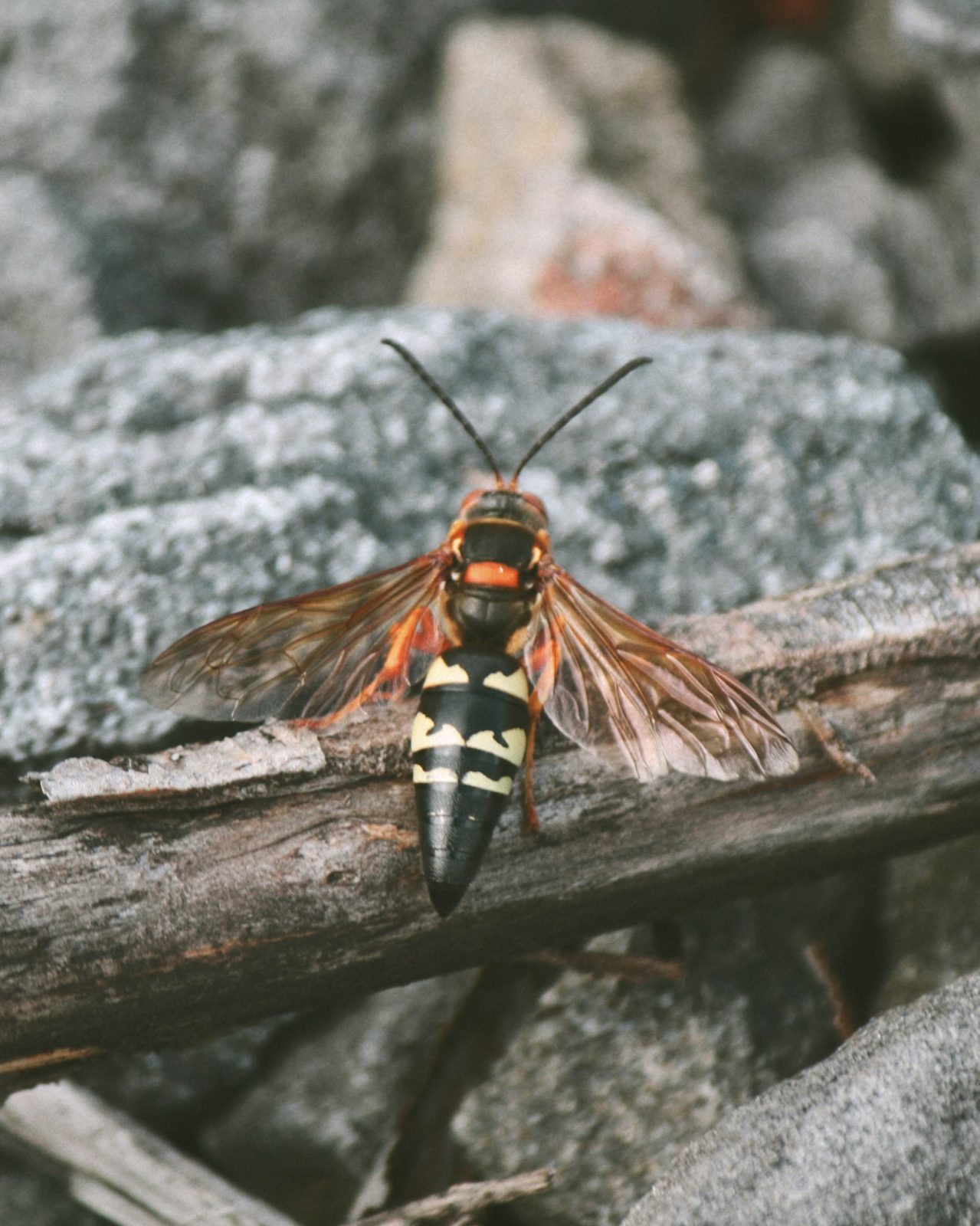a giant wasp rests on a branch