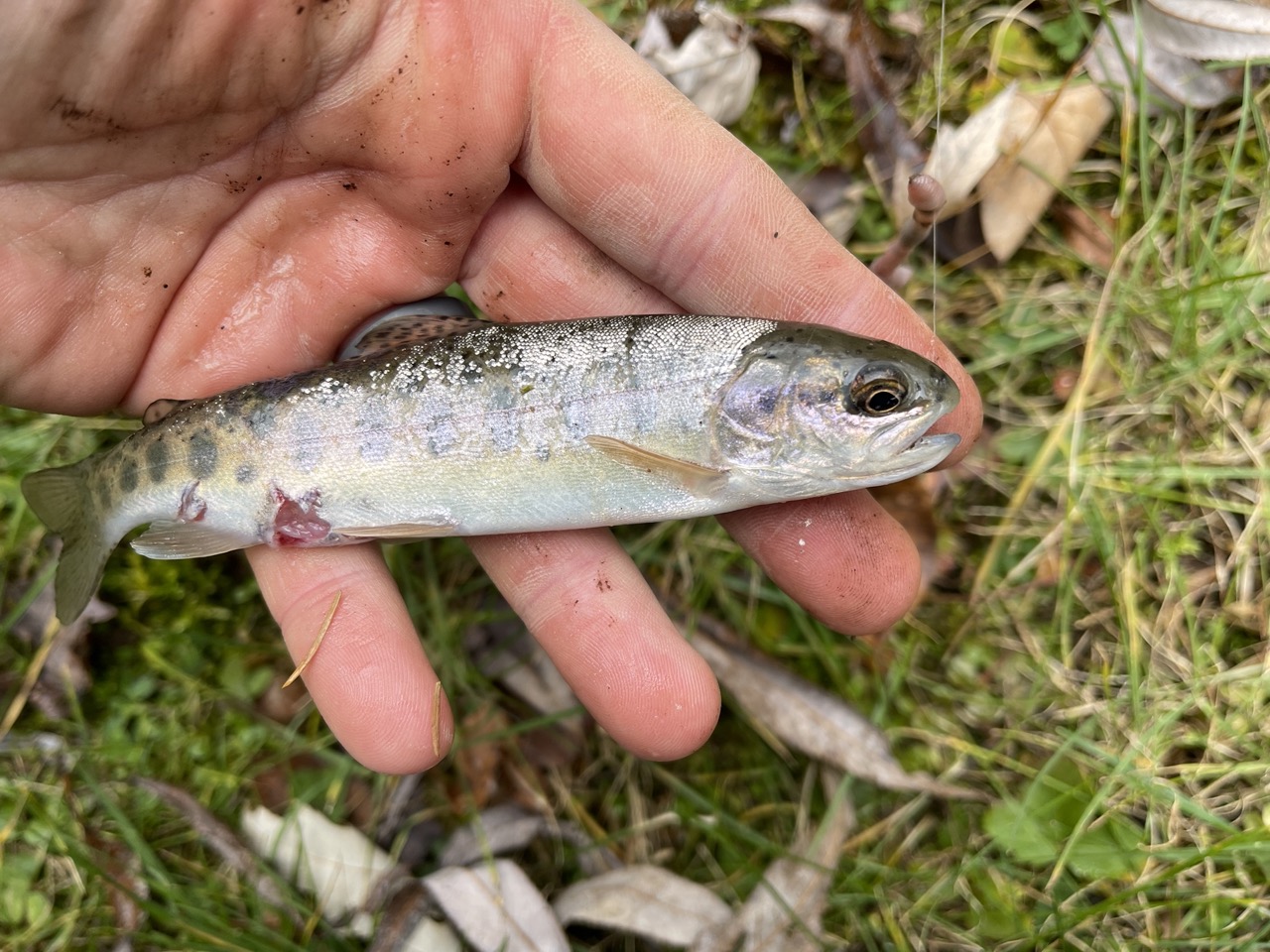 A small rainbow trout in my hand.