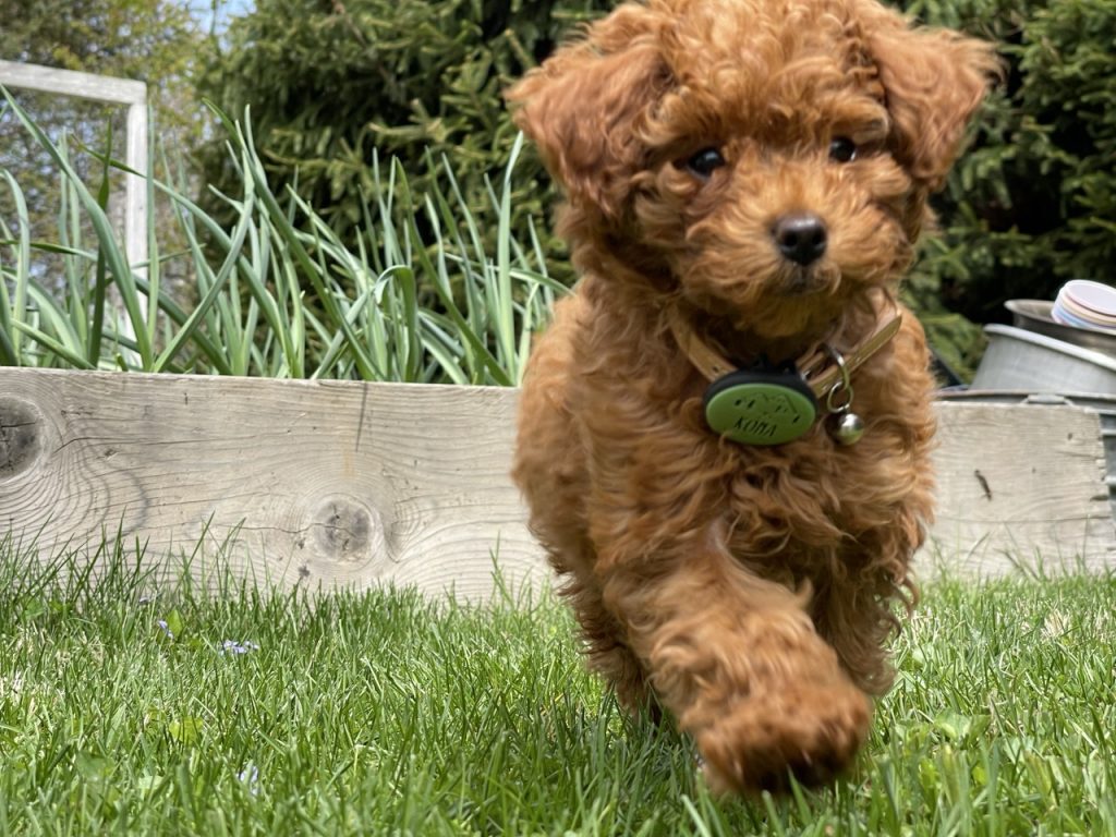 Kona Barkley, a red toy poodle marching forward.