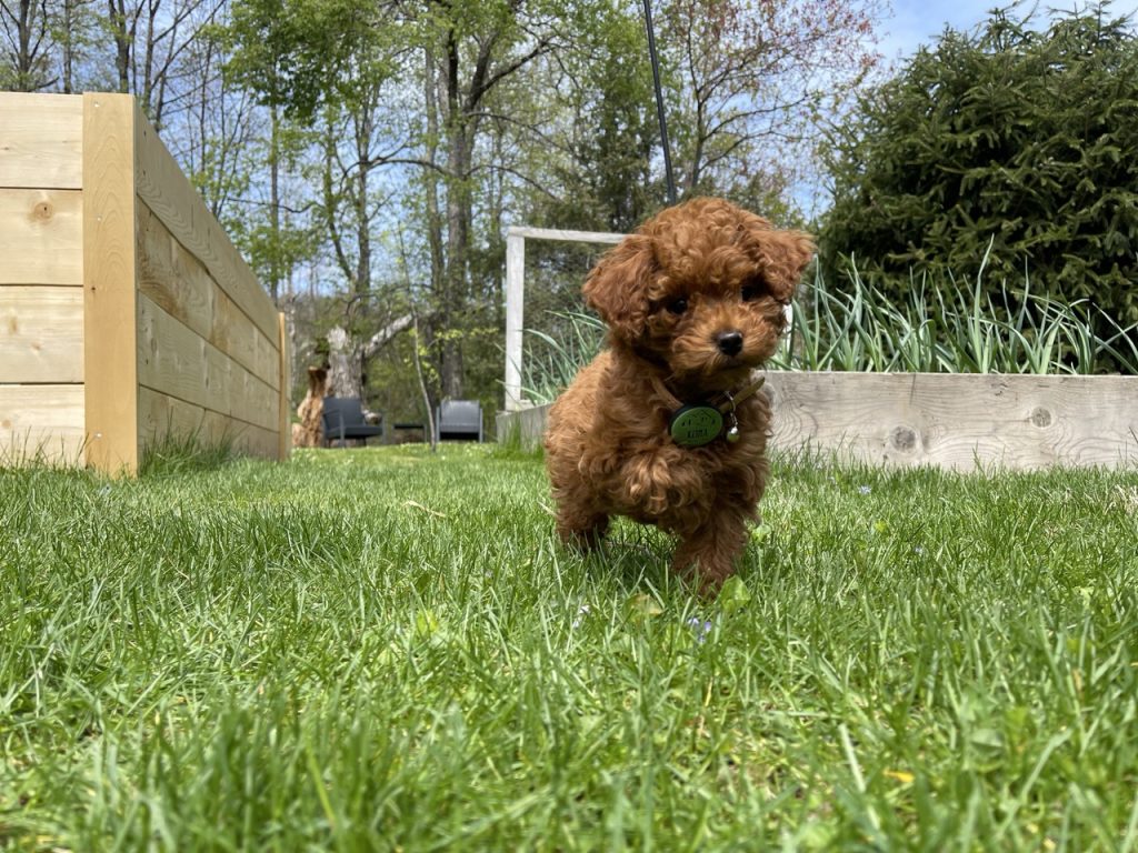 Kona Barkley, a red toy poodle in green grass.